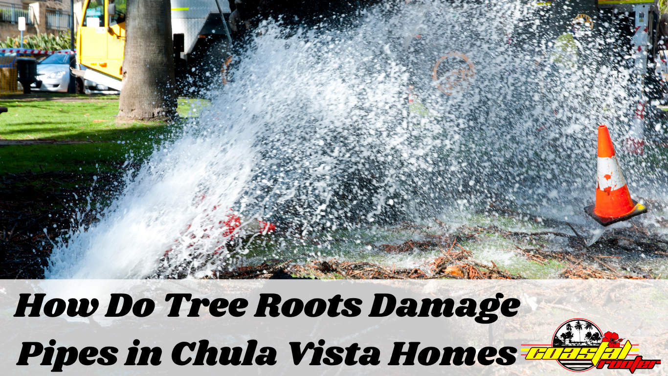 How Do Tree Roots Damage Pipes in Chula Vista Homes